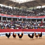 Peran Sabung Ayam dalam Ekonomi Lokal