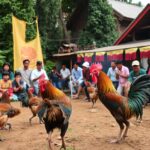 Situs Sabung Ayam Terpercaya