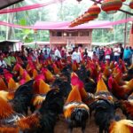 Judi Sabung Ayam Terpercaya