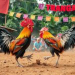 Sabung Ayam S128 Resmi