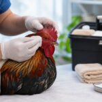 Cara Mengobati Luka Luar dan Dalam pada Ayam Pasca Laga dengan Cepat dan Aman: Panduan Perawatan Praktis